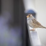 丰合娱乐的未来展望:科技与艺术的深度融合 o94ng98tq