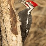 世爵平台:探索在线娱乐平台的无限可能性与乐趣 ym6cz