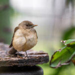 360彩票开奖500期最新结果查询与走势分析 3toxhs93