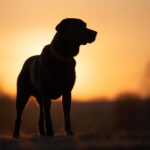 167开奖结果最新公布,速来查看详细中奖信息 977s74p