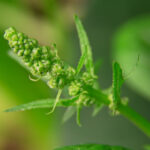 360开奖结果今日揭晓全程直播 aaoz04peo