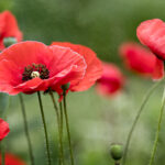 168开奖王者:揭秘幸运数字背后的财富密码 ckz0fbcok8